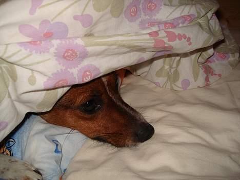 Dansk svensk gaardhund Mille billede 11