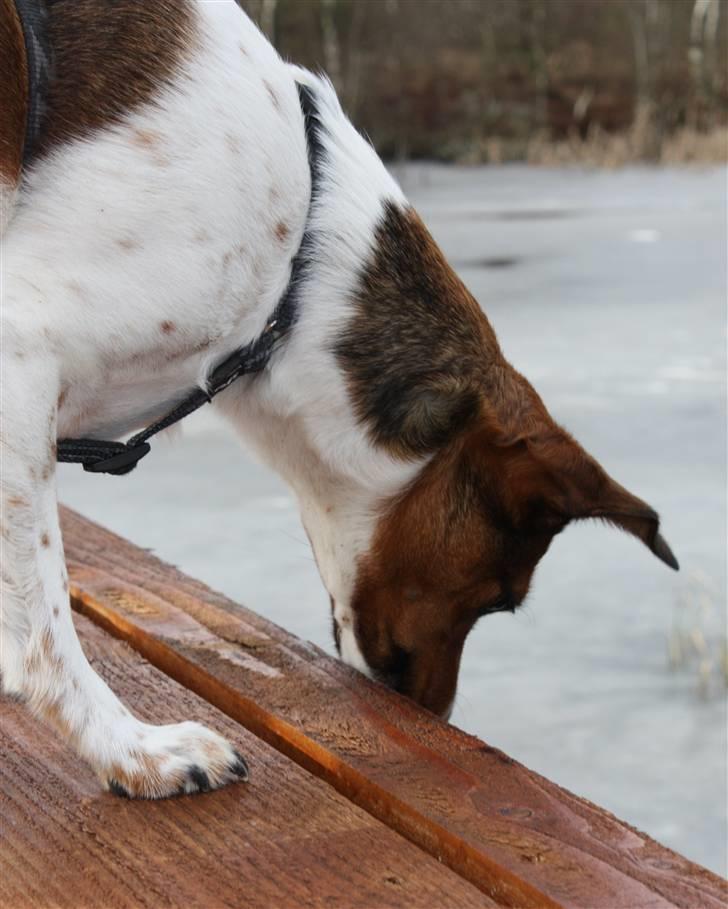 Dansk svensk gaardhund Mille billede 12
