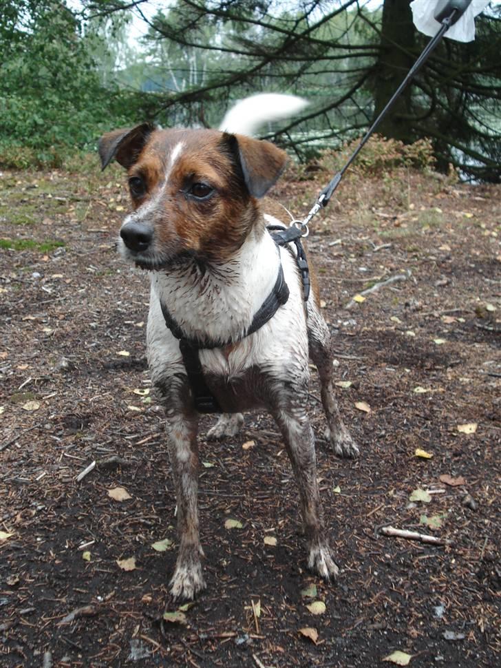 Dansk svensk gaardhund Mille billede 13