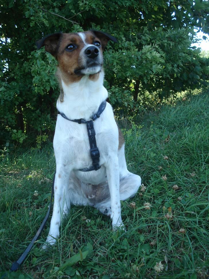 Dansk svensk gaardhund Mille billede 14