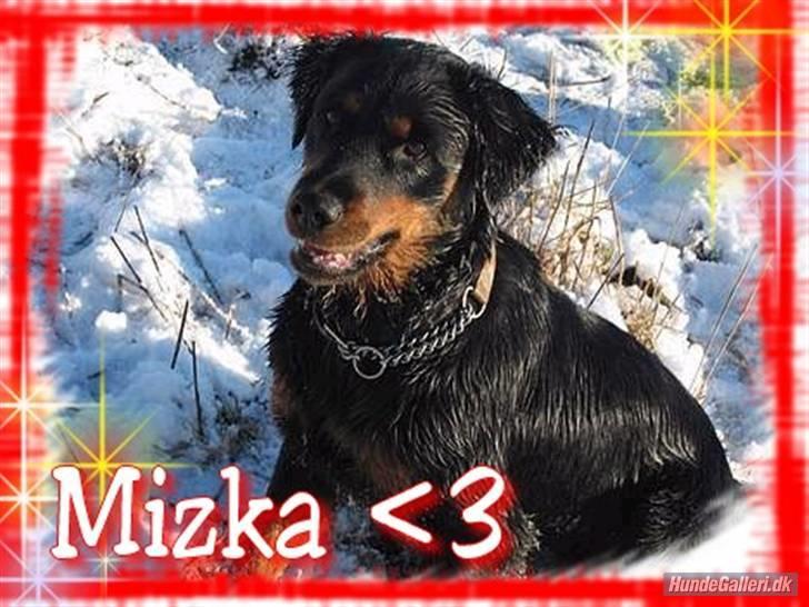 Blanding af racer Mizka *R.I.P.* - Kast nu bolden mor, jeg sidder jo så fint og venter  billede 17