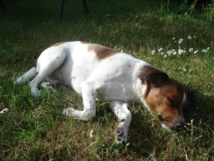 Dansk svensk gaardhund Mille billede 15