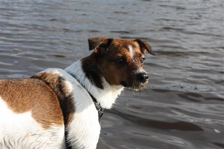 Dansk svensk gaardhund Mille billede 16