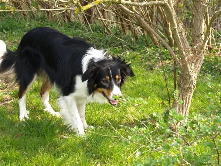 Border collie Baloo - Jeg må lige have tjek på hvad der sker.................. billede 17