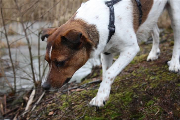 Dansk svensk gaardhund Mille billede 17