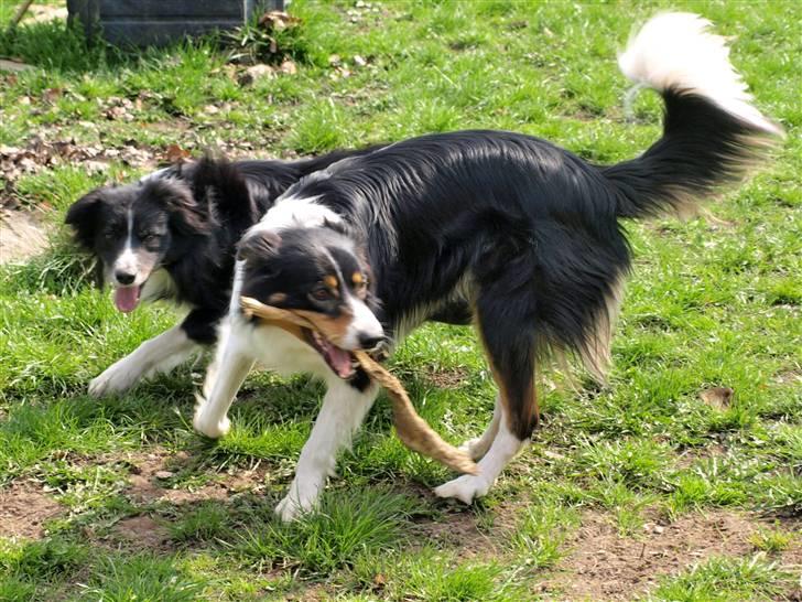 Border collie Freddy -  Baloo og jeg kan rigtig lege, det er skægt for jeg elsker at lege.... billede 16