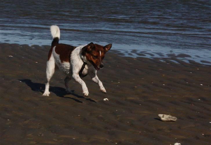 Dansk svensk gaardhund Mille billede 18