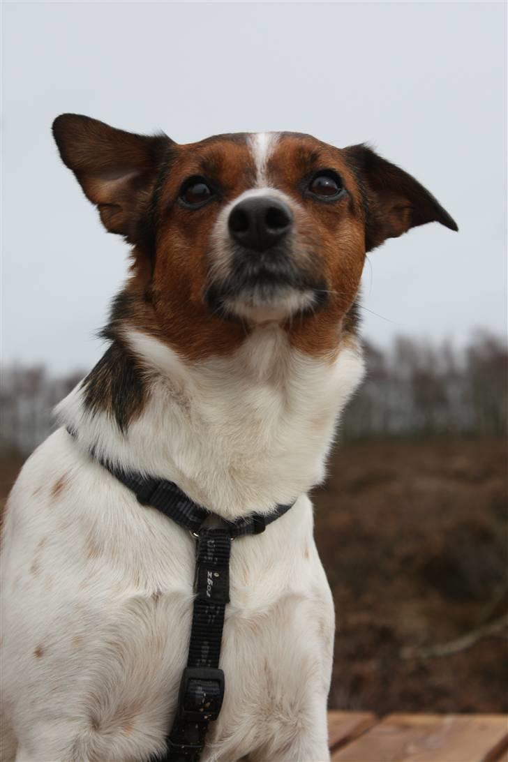 Dansk svensk gaardhund Mille billede 19