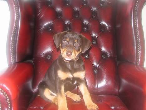 Blanding af racer Bailey billede 8