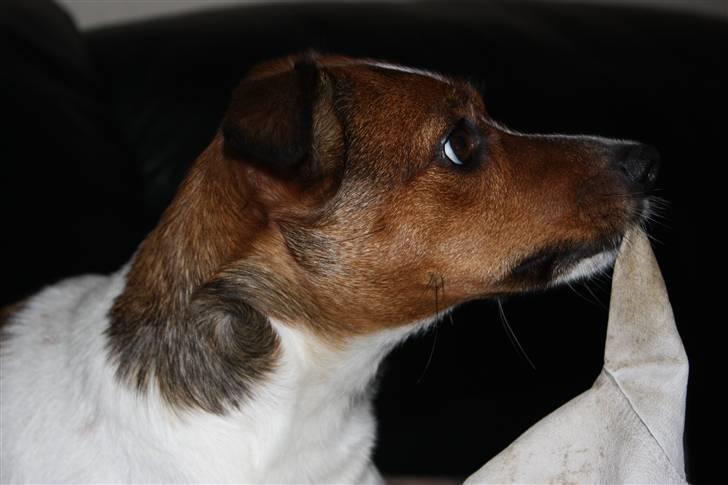 Dansk svensk gaardhund Mille billede 20