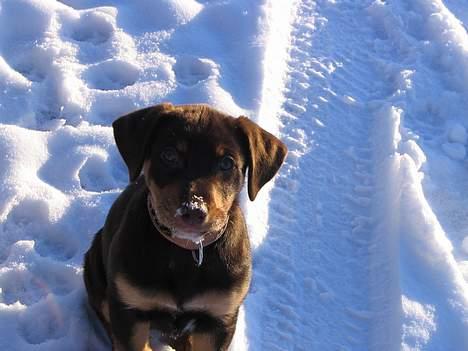 Blanding af racer Bailey billede 9