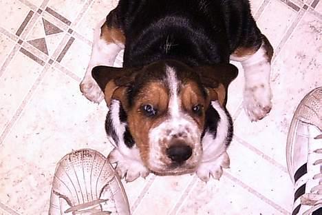 Basset hound Buller billede 15