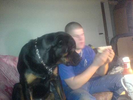 Rottweiler Asterix billede 16