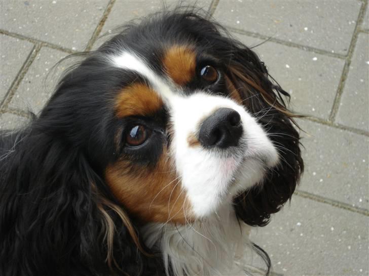 Cavalier king charles spaniel Mingus - Velkommen til  min profil - det er mig der er Mingus! billede 1