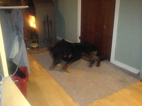 Rottweiler Asterix billede 17