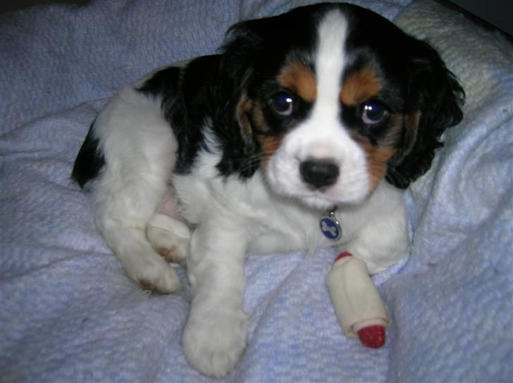 Cavalier king charles spaniel Mingus - Mingus 8 uger - lige ankommet billede 2