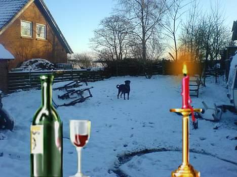 Rottweiler Asterix billede 18