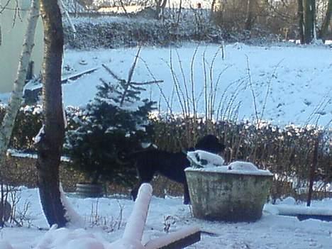 Rottweiler Asterix billede 19