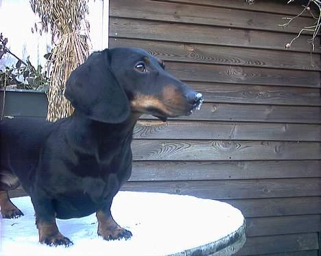 Gravhund Mille  - Sne billede 10