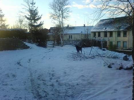 Rottweiler Asterix - astreix  elsker sne    han er mange god til at  leget i det  billede 20