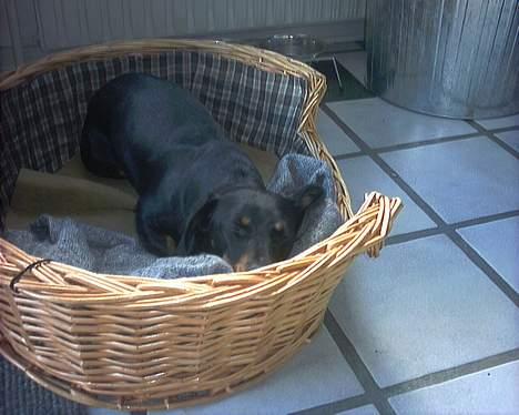 Gravhund Mille  billede 11