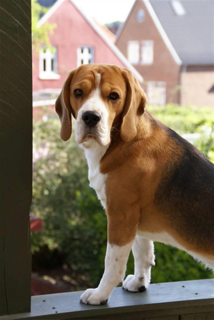 Beagle Oscar - Yndlingsstedet :) billede 1