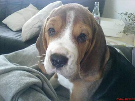 Beagle Oscar - 8 uger gammel. Fra den første dag hjemme. billede 2