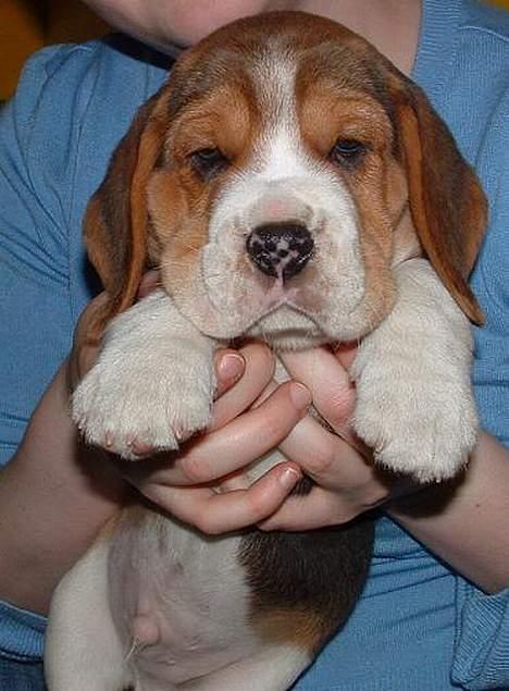 Beagle Oscar - 7 uger gammel. Hos opdrætteren billede 3