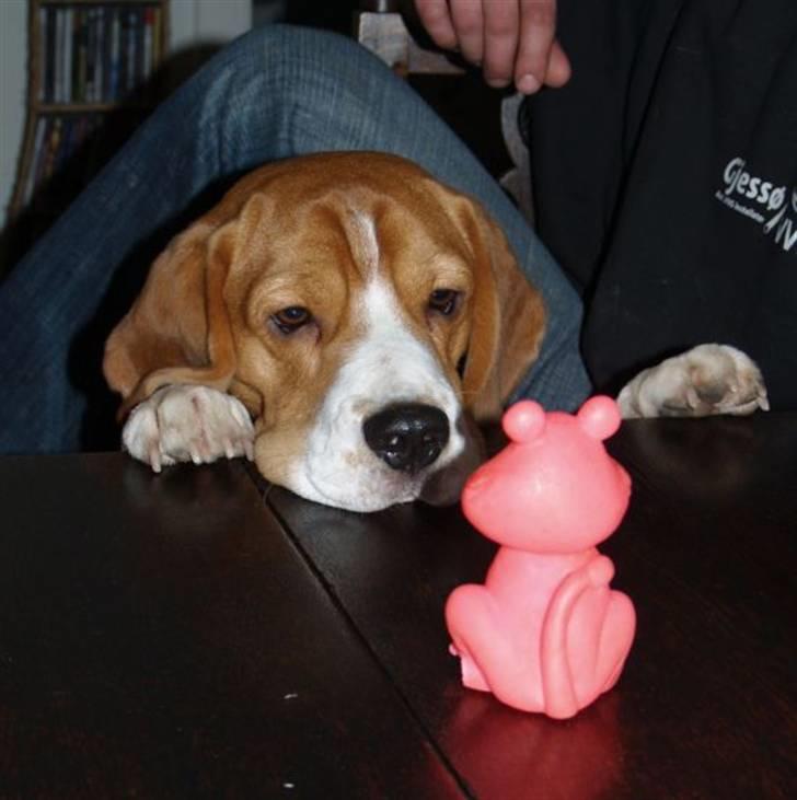 Beagle Oscar - "Kooooom til mig lyserøde pivdyr...." billede 4