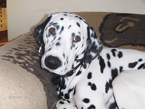 Dalmatiner cody - Er han ike bare nuser!!§§ billede 1