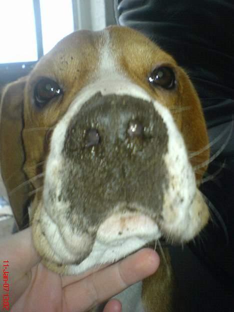 Beagle Oscar - "Ligner jeg en der har gravet det kæmpe hul i din græsplæne???" billede 5