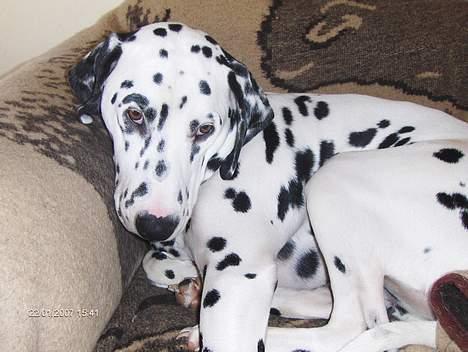 Dalmatiner cody - når er du træt skaT billede 2