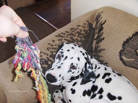 Dalmatiner cody - heeh din dovnen basse manD billede 3