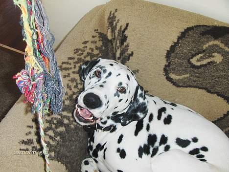 Dalmatiner cody - AAAr heeh billede 4