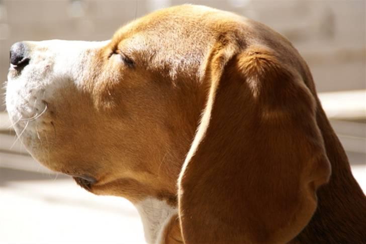 Beagle Oscar - Lykken er en solstråle :) billede 6