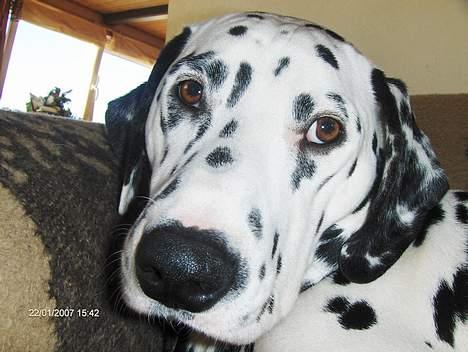 Dalmatiner cody - kempe hovde!!!§§ billede 5