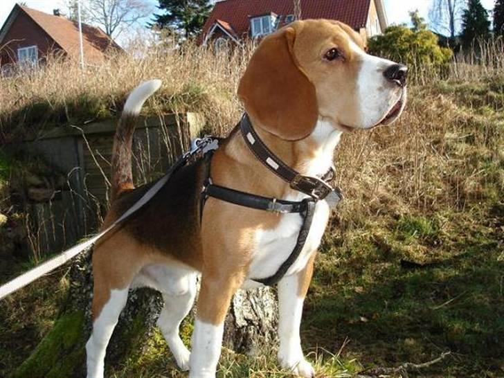 Beagle Oscar - Man synes man kan se noget..... billede 7