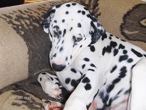 Dalmatiner cody - nÅÅr basse§§§ billede 6