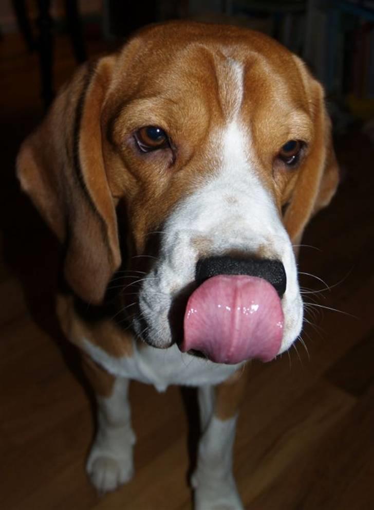 Beagle Oscar - Herligt tungebillede :) billede 8