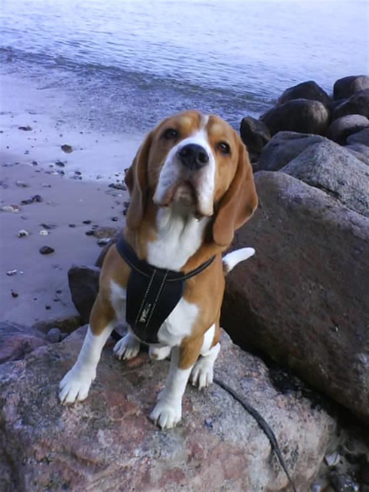 Beagle Oscar - Oscar på Stranden :) billede 9