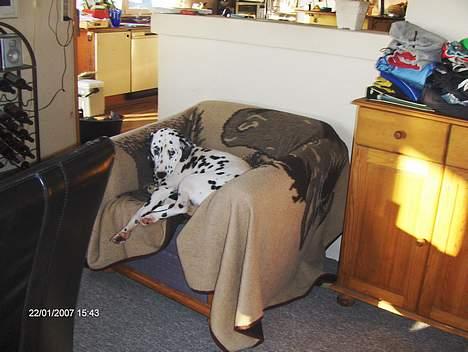 Dalmatiner cody - han kan hvist godt lide og sove!!! billede 7