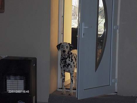 Dalmatiner cody - godmorgen smukke§§§ billede 8