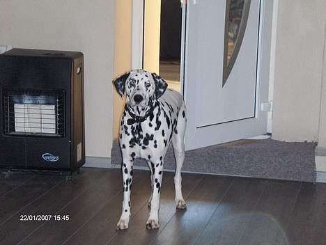Dalmatiner cody - hva så frække§§§ billede 9