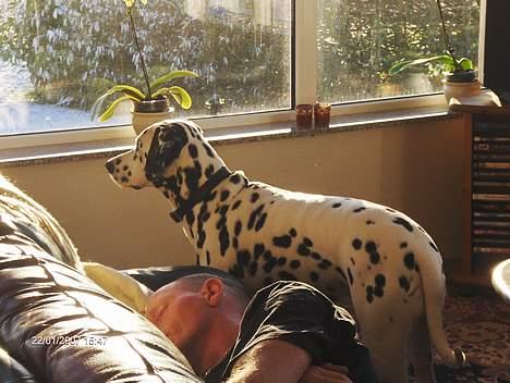 Dalmatiner cody - han er bare så dejlig§§½ billede 10