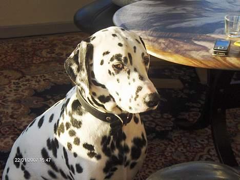 Dalmatiner cody - er han ikke søDD billede 11