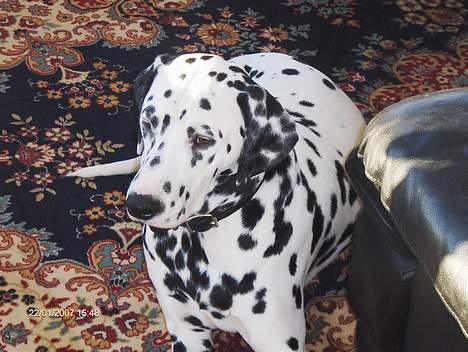 Dalmatiner cody - Heeh han er helt uskyldig!!1 billede 12