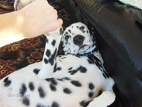 Dalmatiner cody - haah fjolle røV billede 13