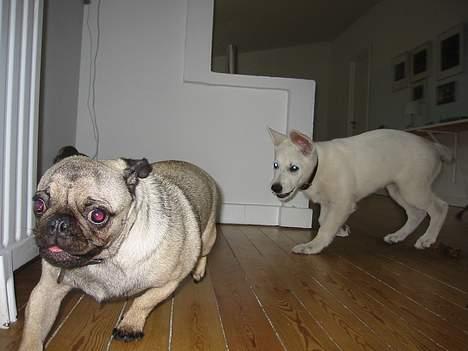 Mops Samson - Samson leger med fætter Albert. Der er siden blevet 30 kg forskel på de to billede 3