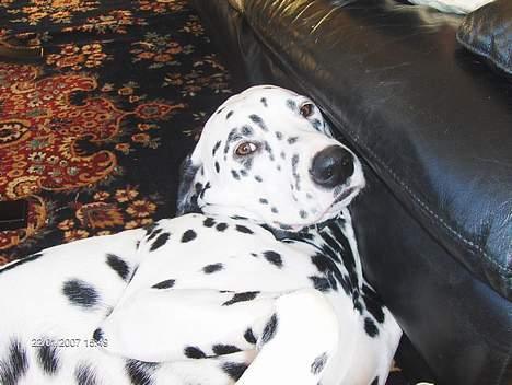 Dalmatiner cody - Nuser ikk§§½ billede 14