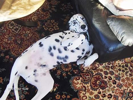 Dalmatiner cody - altså man kan da heller ikke andet ind at ELSKE den bassse manD billede 15